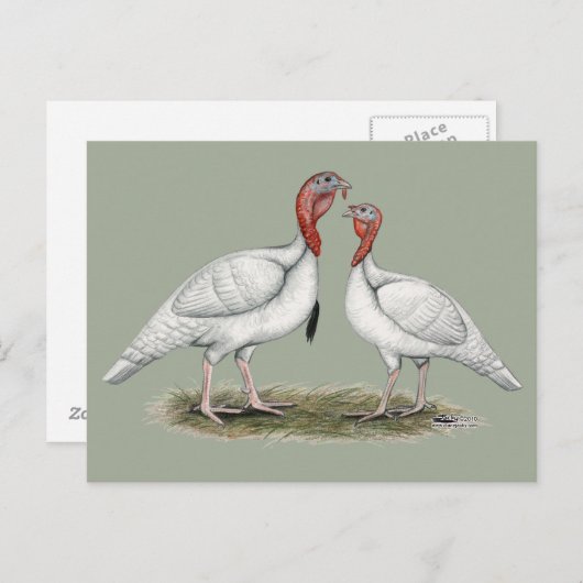 Turkije Mini Whites Briefkaart (Voorkant / Achterkant)