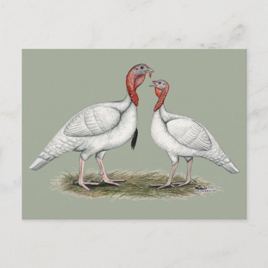 Turkije Mini Whites Briefkaart (Voorkant)