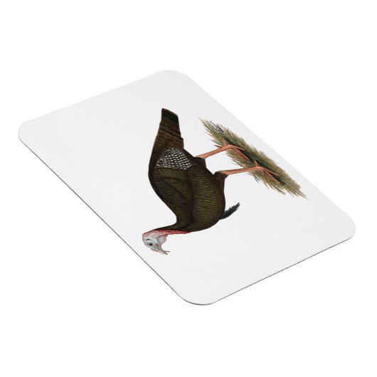 Turkije: Oost-wilde Tom Magneet (Rechterzijde)