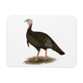 Turkije: Oost-wilde Tom Magneet (Horizontaal)