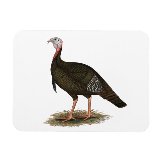 Turkije: Oost-wilde Tom Magneet (Horizontaal)