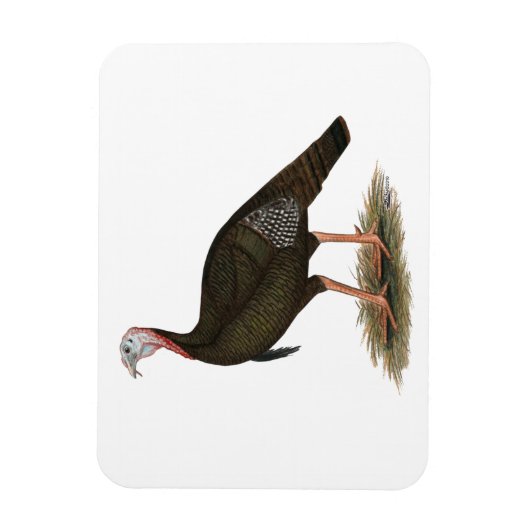 Turkije: Oost-wilde Tom Magneet (Verticaal)