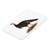 Turkije: Oost-wilde Tom Magneet (Linkerzijde)