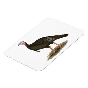 Turkije: Oost-wilde Tom Magneet