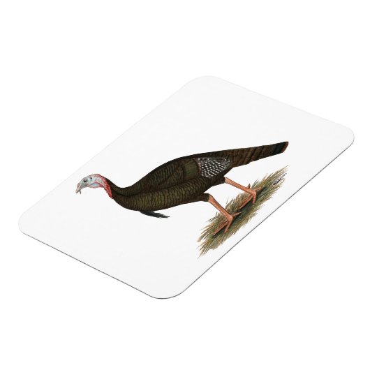 Turkije: Oost-wilde Tom Magneet (Linkerzijde)