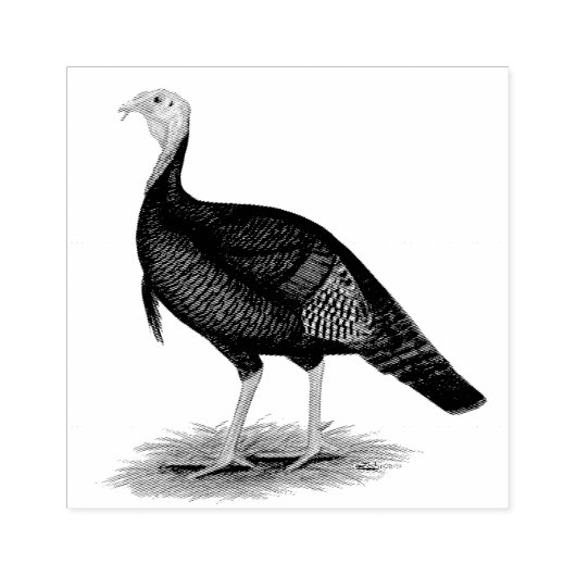 Turkije: Oost-wilde Tom Rubberstempel (Afrduk)