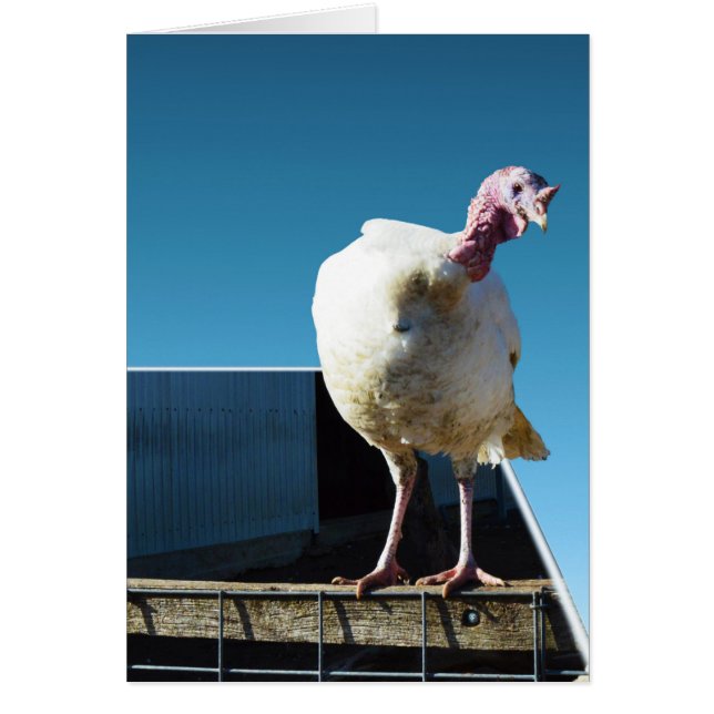 Turkije Popout Art, (Voorkant)