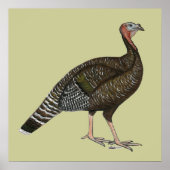 Turkije: Standard Bronze Hen Poster (Voorkant)