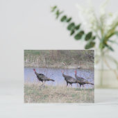 turkije - trio - water briefkaart (Staand voorkant)