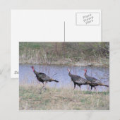 turkije - trio - water briefkaart (Voorkant / Achterkant)