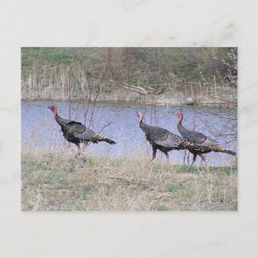 turkije - trio - water briefkaart (Voorkant)