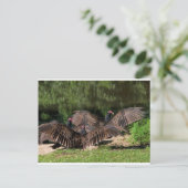 Turkije vult zich met spreide vleugels briefkaart (Staand voorkant)