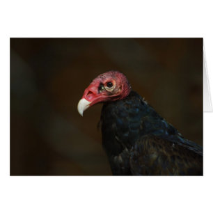 Turkije Vulture