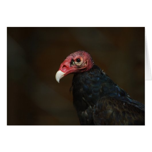 Turkije Vulture (Voorkant Horizontaal)