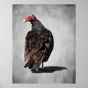 TURKIJE VULTURE BUZZARD POSTER