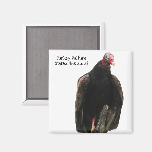 Turkije Vulture Magneet (Voorkant / Achterkant)