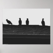 Turkije Vulture, Poster (Voorkant)