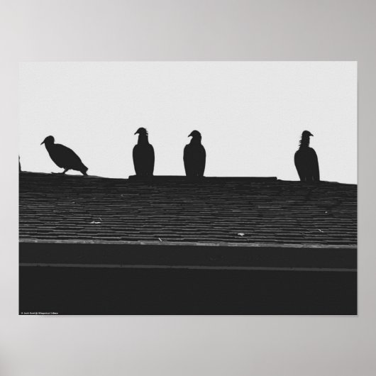 Turkije Vulture, Poster (Voorkant)