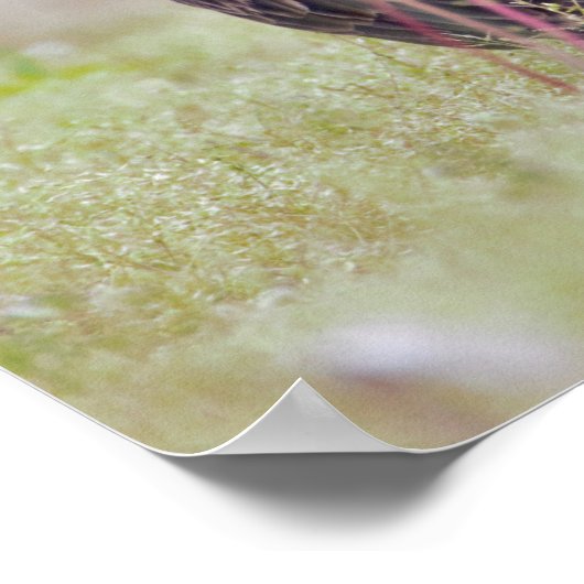 Turkije Vulture Poster (Hoek)