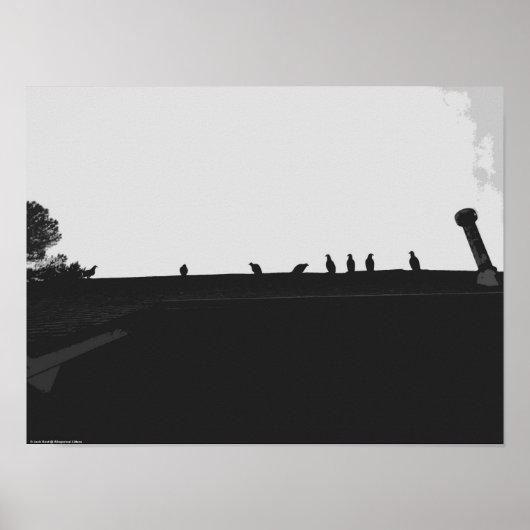 Turkije Vulture, Poster (Voorkant)