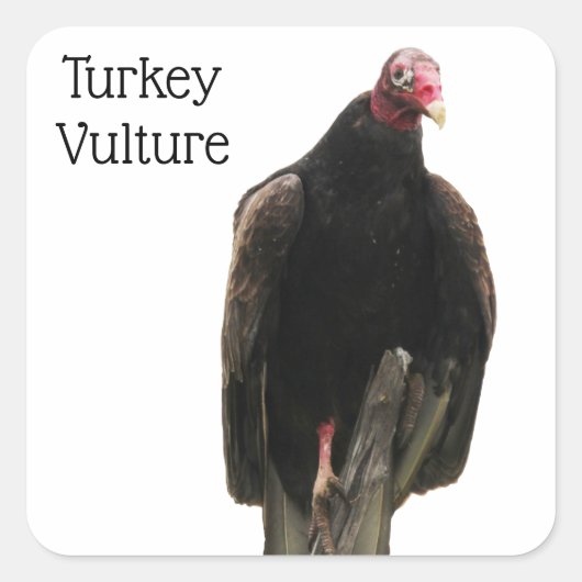 Turkije Vulture Vierkante Sticker (Voorkant)