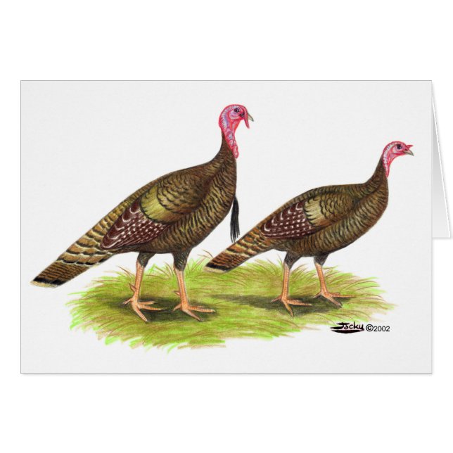 Turkije: Wild Bronze (Voorkant Horizontaal)