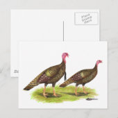 Turkije: Wild Bronze Briefkaart (Voorkant / Achterkant)