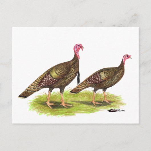 Turkije: Wild Bronze Briefkaart (Voorkant)