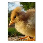Turkin Chick (Voorkant)