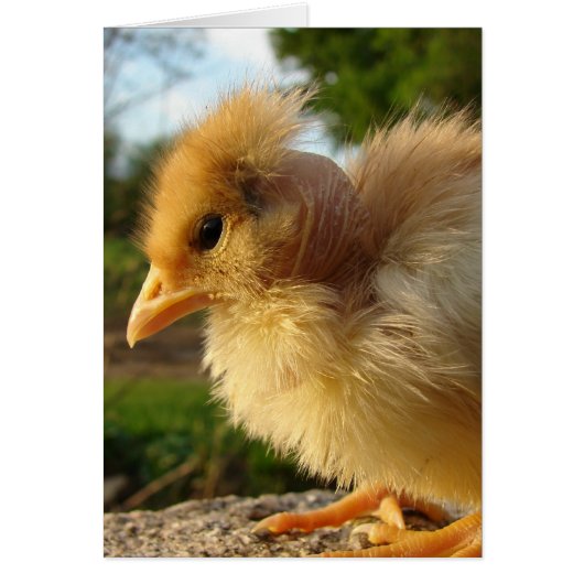 Turkin Chick (Voorkant)