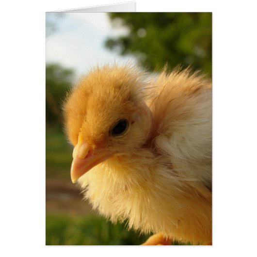 Turkin Chick (Voorkant)