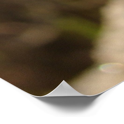 Turkin Chick Poster (Hoek)