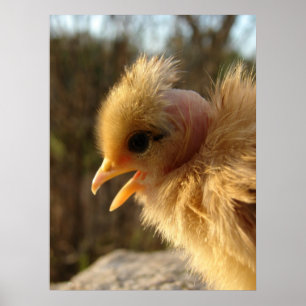 Turkin Chick Poster