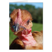 Turkin Pullet (Voorkant)