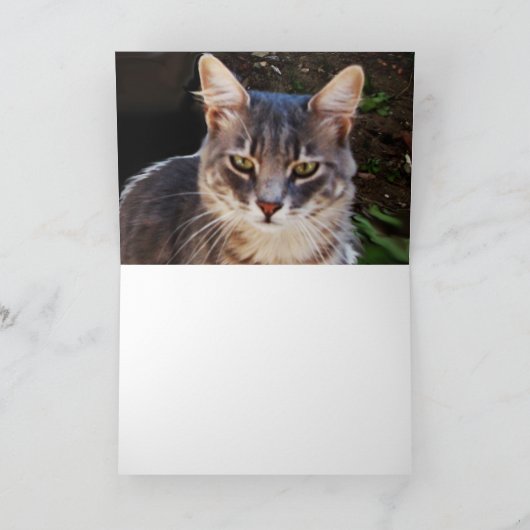 TURKISH CAT KAART (Binnen)