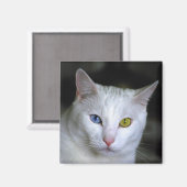 Turks angora Cat Magnet (Voorkant / Achterkant)