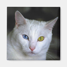 Turks angora Cat Magnet