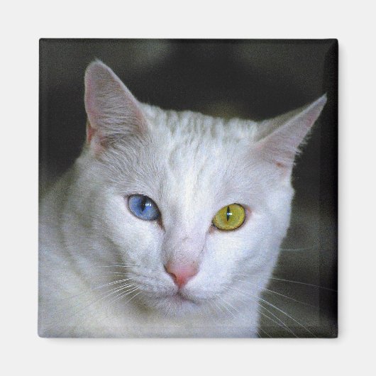 Turks angora Cat Magnet (Voorkant)