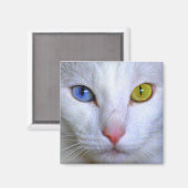 Turks angora Cat Odd Eyes Magnet (Voorkant / Achterkant)
