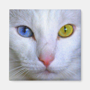 Turks angora Cat Odd Eyes Magnet