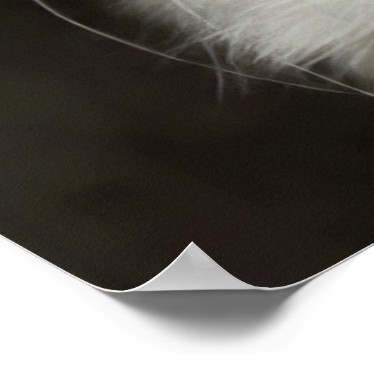 Turks ANGORA CAT Poster (Hoek)