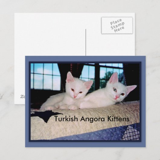 Turks Briefkaart Angora Kittens (Voorkant / Achterkant)