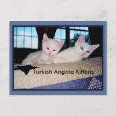 Turks Briefkaart Angora Kittens (Voorkant)