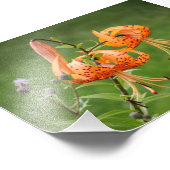 Turks Pet Lily Foto Afdruk (Hoek)