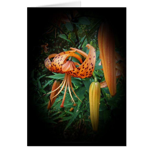 Turks Pet Lily Wildflower (Voorkant)