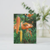 Turks Pet Lily Wildflower Briefkaart (Staand voorkant)