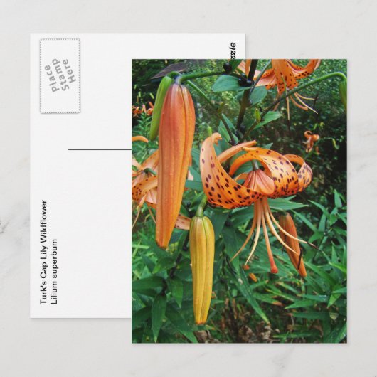 Turks Pet Lily Wildflower Briefkaart (Voorkant / Achterkant)