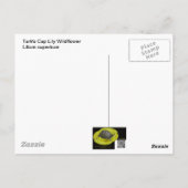 Turks Pet Lily Wildflower Briefkaart (Achterkant)