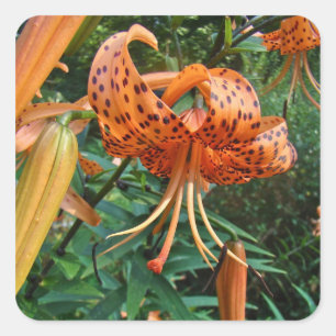 Turks Pet Lily Wildflower Vierkante Sticker