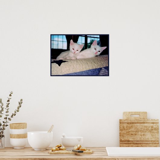 Turks Poster Angora Kittens (Keuken)